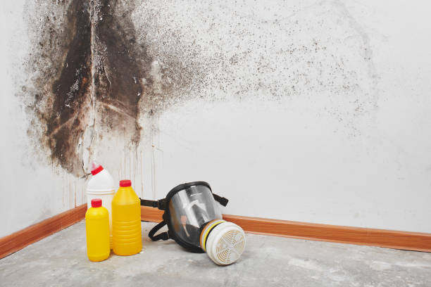 Best Water Damage Restoration  in Central City, IL