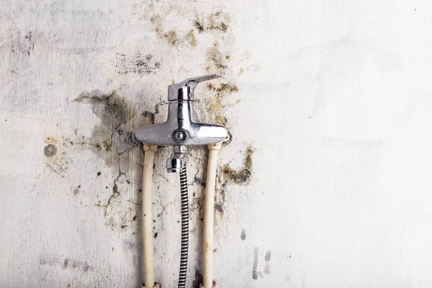 Best Affordable Mold Removal  in Central City, IL