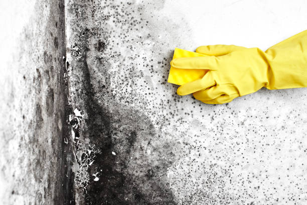 Best Mold Testing and Removal  in Central City, IL