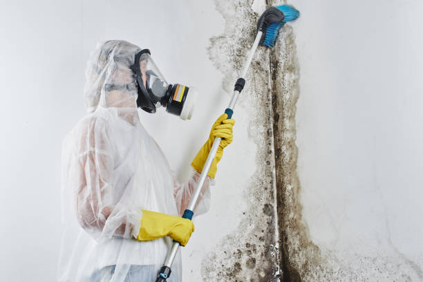 Best Emergency Mold Removal  in Central City, IL