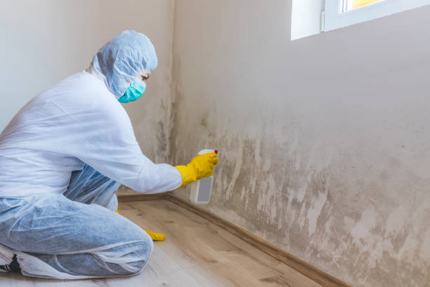 Best Black Mold Removal  in Central City, IL