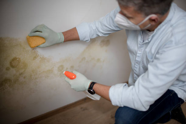 Best Emergency Mold Removal  in Central City, IL