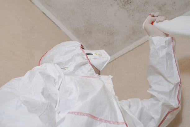 Reliable Central City, IL Mold Removal Solutions
