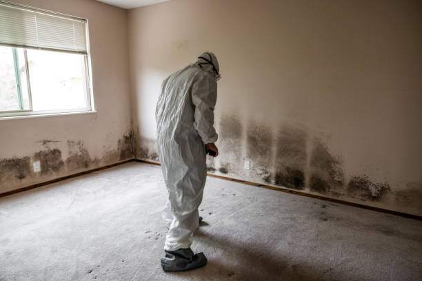 Crawl Space Mold Removal in Central City, IL