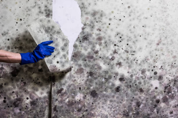 Best Residential Mold Removal  in Central City, IL