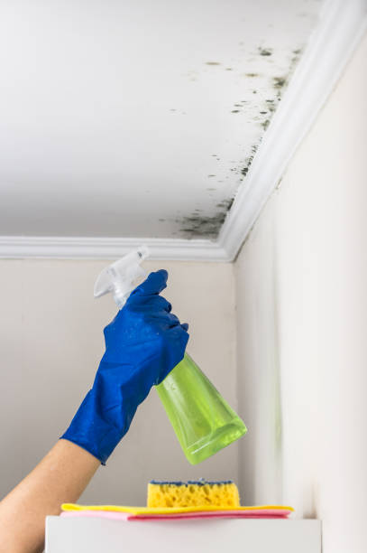 Office Mold Removal Services in Central City, IL