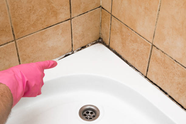 Best Best Mold Removal Companies  in Central City, IL