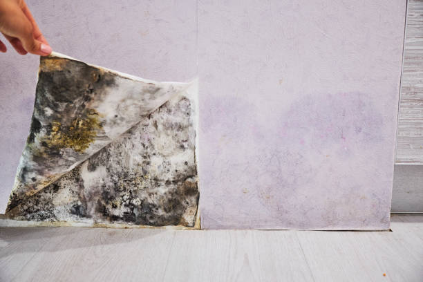 Best Same-Day Mold Removal  in Central City, IL